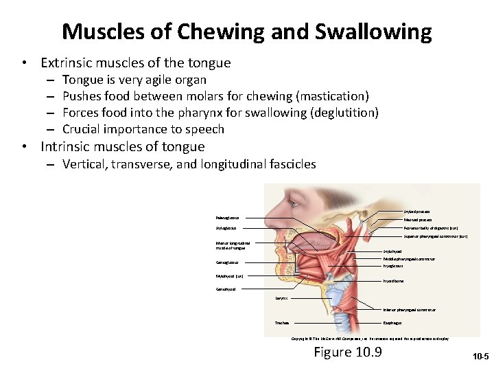 Muscles of Chewing and Swallowing • Extrinsic muscles of the tongue – – Tongue