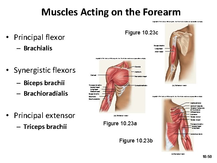 Muscles Acting on the Forearm Copyright © The Mc. Graw-Hill Companies, Inc. Permission required