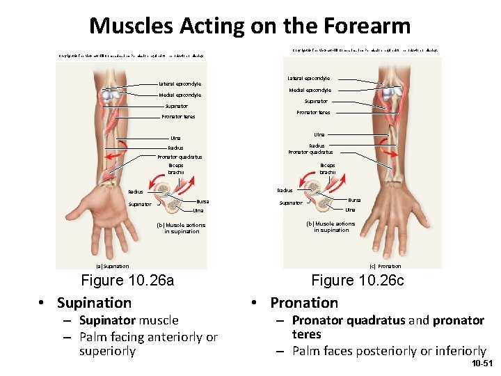 Muscles Acting on the Forearm Copyright © The Mc. Graw-Hill Companies, Inc. Permission required