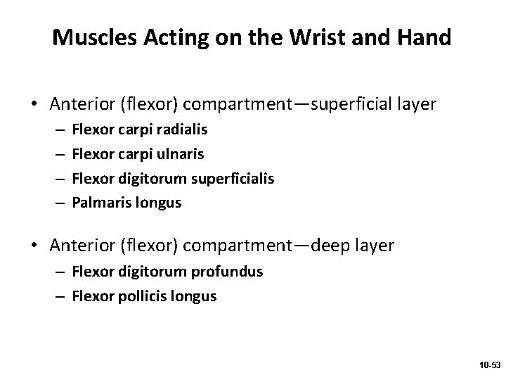 Muscles Acting on the Wrist and Hand • Anterior (flexor) compartment—superficial layer – –