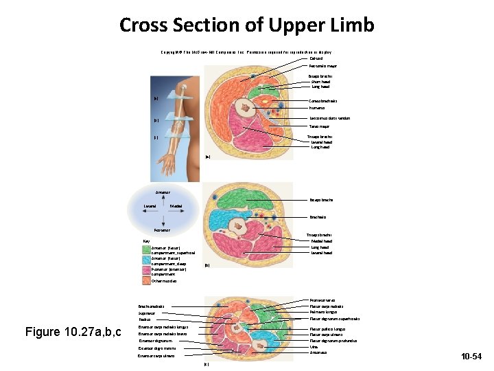 Cross Section of Upper Limb Copyright © The Mc. Graw-Hill Companies, Inc. Permission required