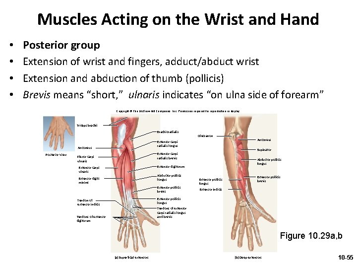 Muscles Acting on the Wrist and Hand • • Posterior group Extension of wrist