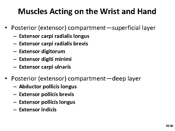 Muscles Acting on the Wrist and Hand • Posterior (extensor) compartment—superficial layer – –