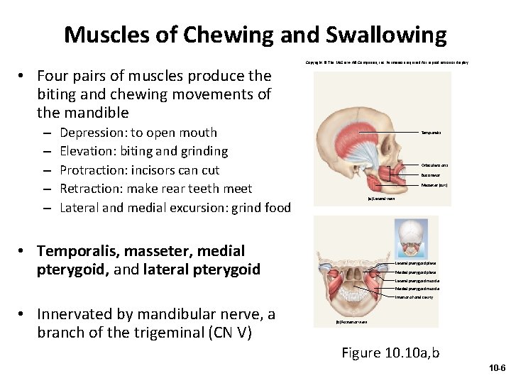 Muscles of Chewing and Swallowing • Four pairs of muscles produce the biting and