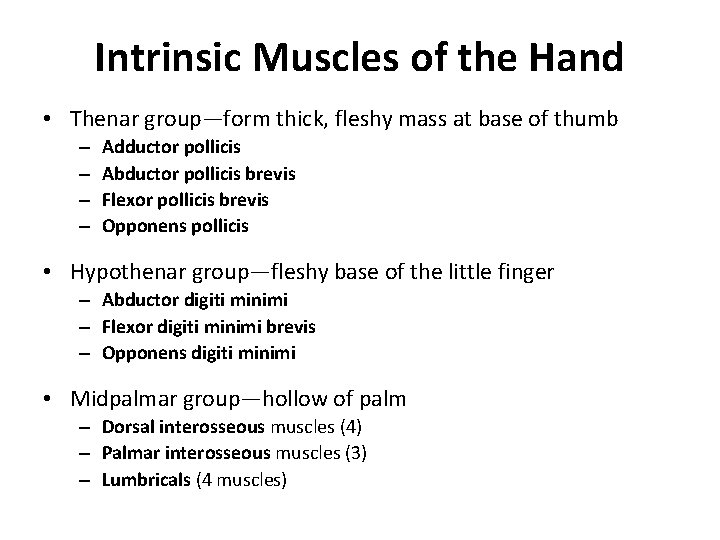 Intrinsic Muscles of the Hand • Thenar group—form thick, fleshy mass at base of