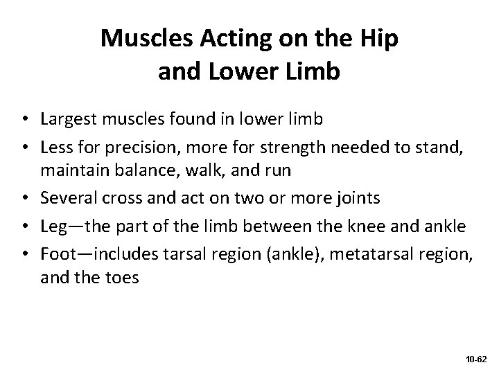 Muscles Acting on the Hip and Lower Limb • Largest muscles found in lower