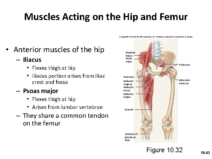 Muscles Acting on the Hip and Femur Copyright © The Mc. Graw-Hill Companies, Inc.