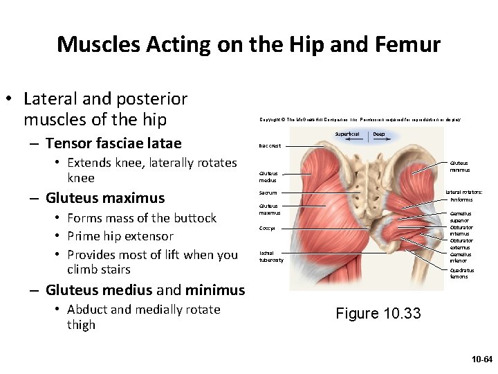 Muscles Acting on the Hip and Femur • Lateral and posterior muscles of the