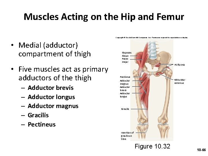 Muscles Acting on the Hip and Femur Copyright © The Mc. Graw-Hill Companies, Inc.