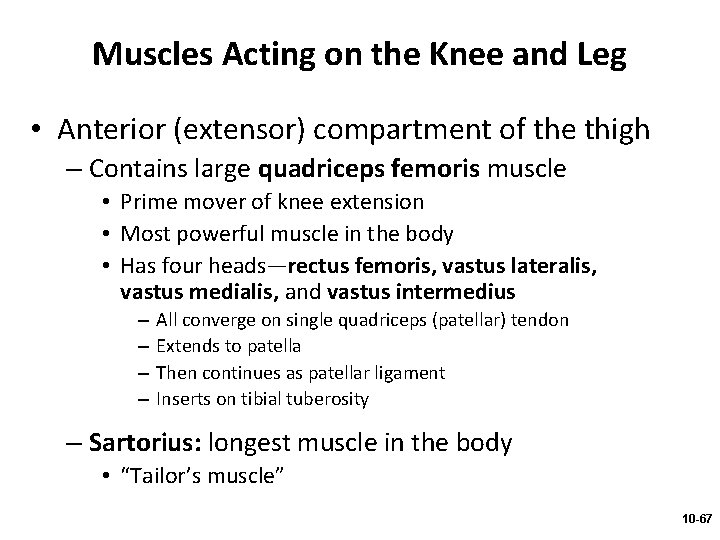 Muscles Acting on the Knee and Leg • Anterior (extensor) compartment of the thigh