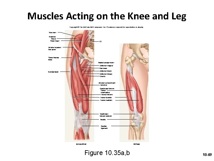 Muscles Acting on the Knee and Leg Copyright © The Mc. Graw-Hill Companies, Inc.