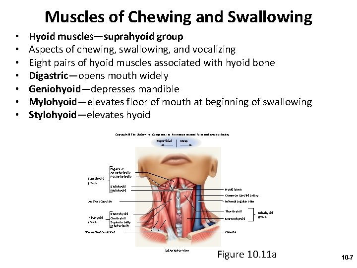 Muscles of Chewing and Swallowing • • Hyoid muscles—suprahyoid group Aspects of chewing, swallowing,