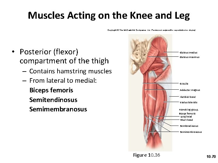 Muscles Acting on the Knee and Leg Copyright © The Mc. Graw-Hill Companies, Inc.