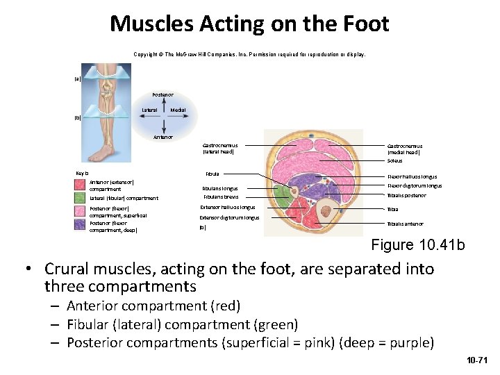 Muscles Acting on the Foot Copyright © The Mc. Graw-Hill Companies, Inc. Permission required