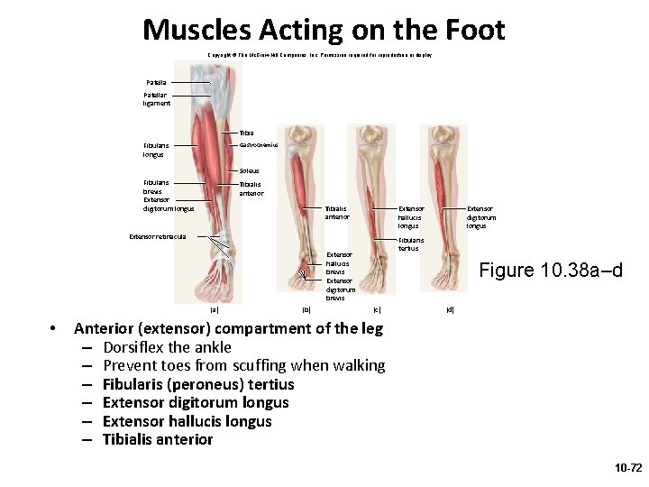 Muscles Acting on the Foot Copyright © The Mc. Graw-Hill Companies, Inc. Permission required