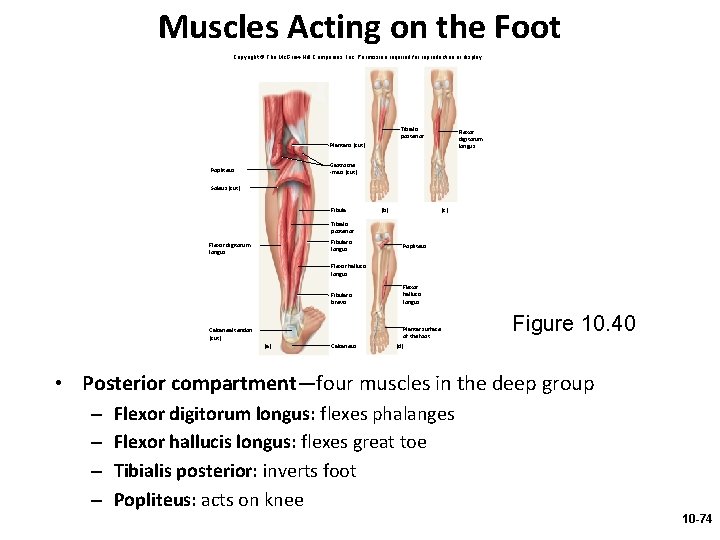 Muscles Acting on the Foot Copyright © The Mc. Graw-Hill Companies, Inc. Permission required