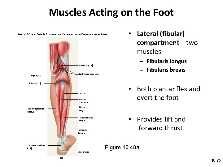 Muscles Acting on the Foot Copyright © The Mc. Graw-Hill Companies, Inc. Permission required
