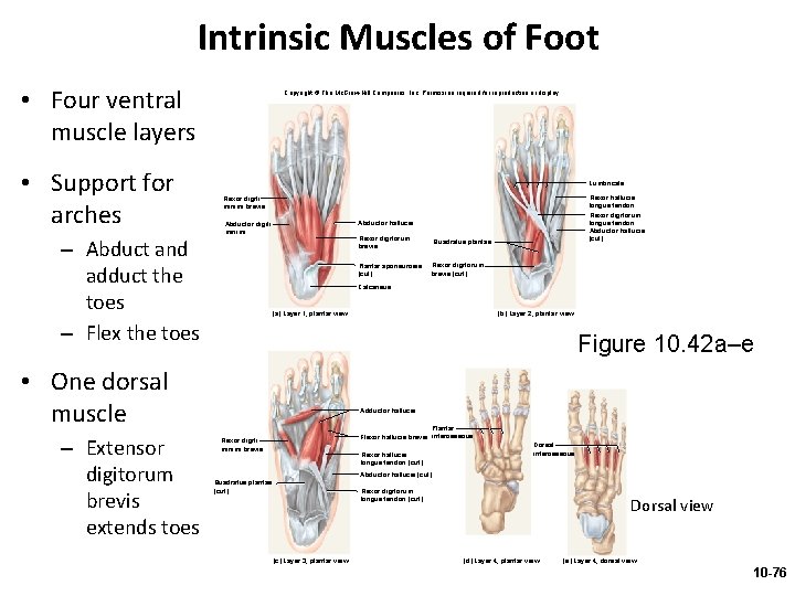 Intrinsic Muscles of Foot • Four ventral muscle layers • Support for arches –