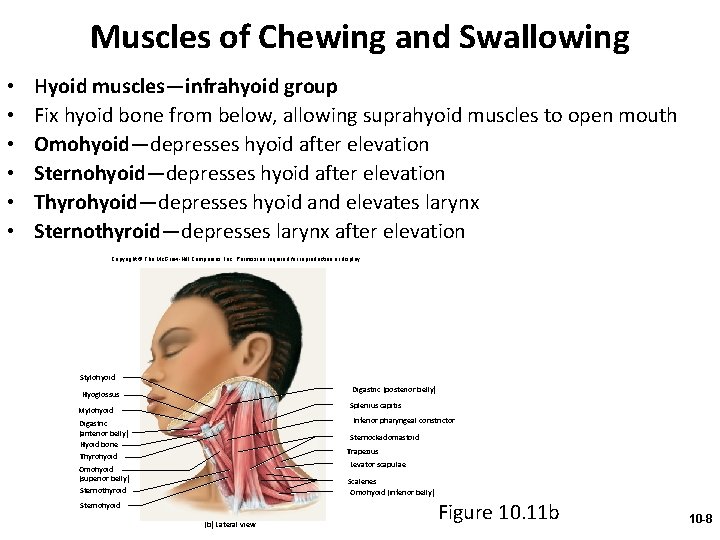 Muscles of Chewing and Swallowing • • • Hyoid muscles—infrahyoid group Fix hyoid bone