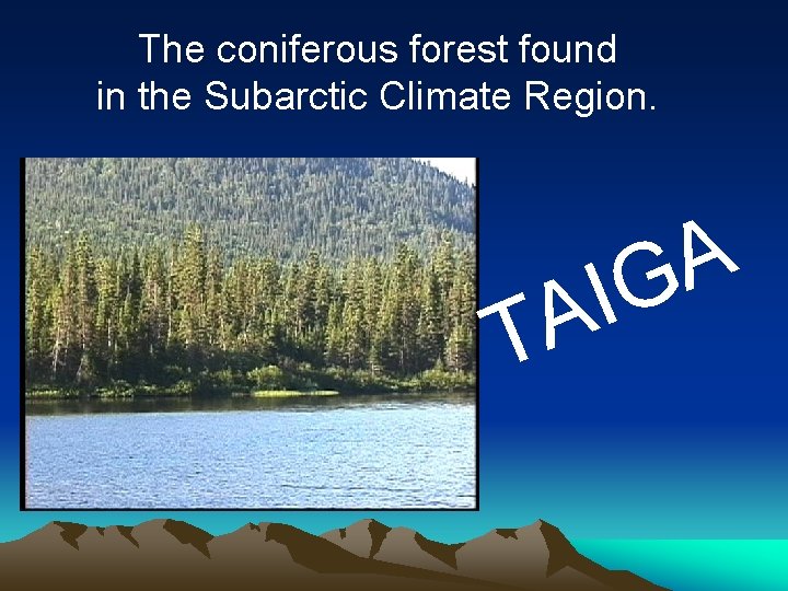 The coniferous forest found in the Subarctic Climate Region. A T A IG The coniferous forest found in the Subarctic Climate Region. A T A IG