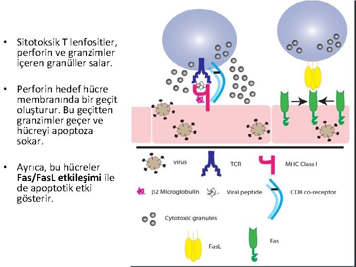  • Sitotoksik T lenfositler, perforin ve granzimler içeren granüller salar. • Perforin hedef