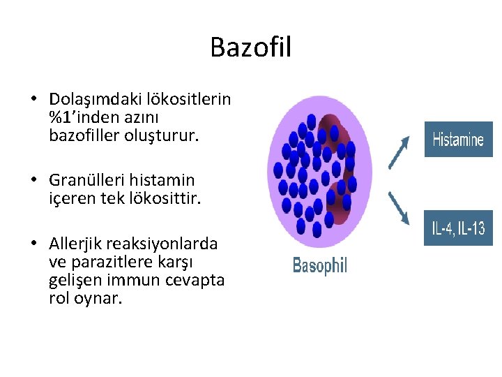 Bazofil • Dolaşımdaki lökositlerin %1’inden azını bazofiller oluşturur. • Granülleri histamin içeren tek lökosittir.