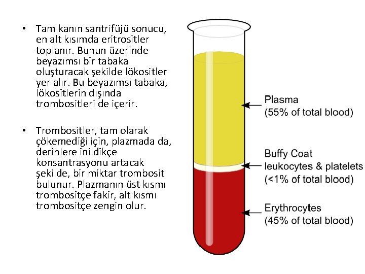  • Tam kanın santrifüjü sonucu, en alt kısımda eritrositler toplanır. Bunun üzerinde beyazımsı