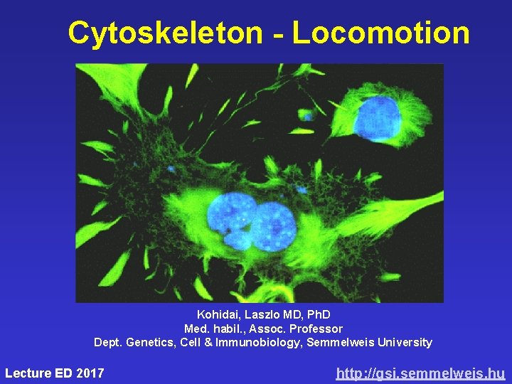 Cytoskeleton - Locomotion Kohidai, Laszlo MD, Ph. D Med. habil. , Assoc. Professor Dept.