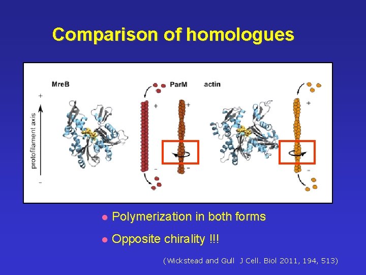 Comparison of homologues l Polymerization in both forms l Opposite chirality !!! ((Wickstead and