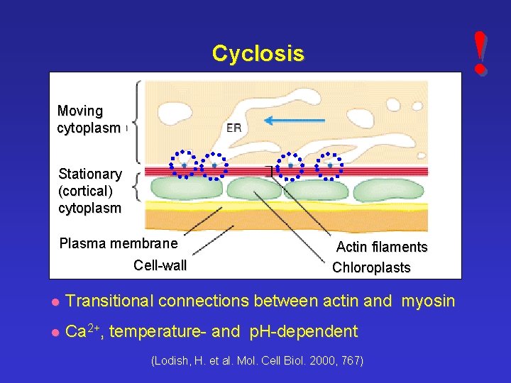 ! Cyclosis Moving cytoplasm Stationary (cortical) cytoplasm Plasma membrane Cell-wall Actin filaments Chloroplasts l