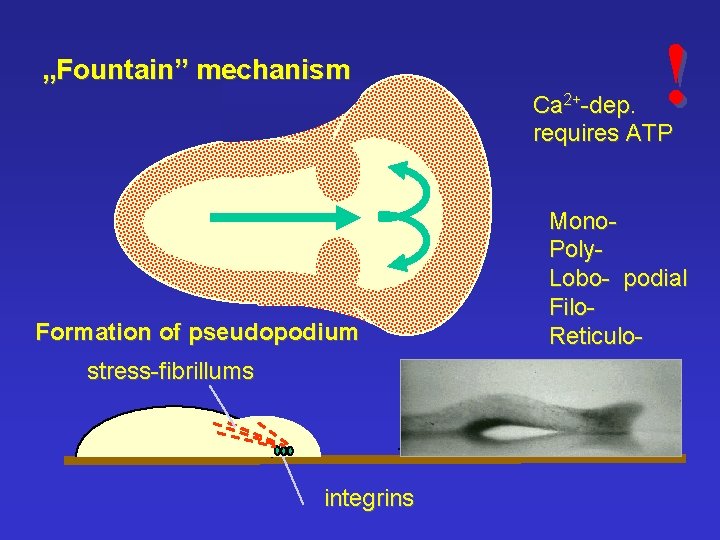 „Fountain” mechanism ! Ca 2+-dep. requires ATP Formation of pseudopodium stress-fibrillums integrins Mono. Poly.