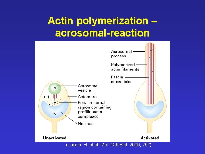 Actin polymerization – acrosomal-reaction (Lodish, H. et al. Mol. Cell Biol. 2000, 767) 