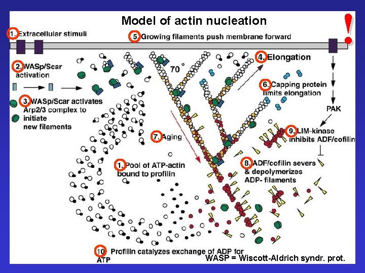Model of actin nucleation ! WASP = Wiscott-Aldrich syndr. prot. 