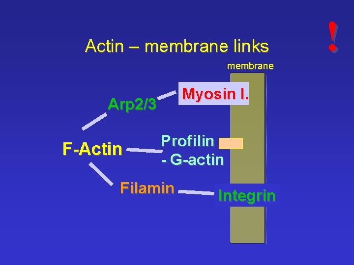 Actin – membrane links membrane Myosin I. Arp 2/3 F-Actin Profilin - G-actin Filamin