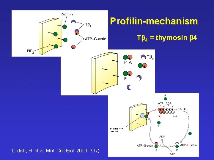 Profilin-mechanism Tb 4 = thymosin b 4 Proline-rich protein (Lodish, H. et al. Mol.