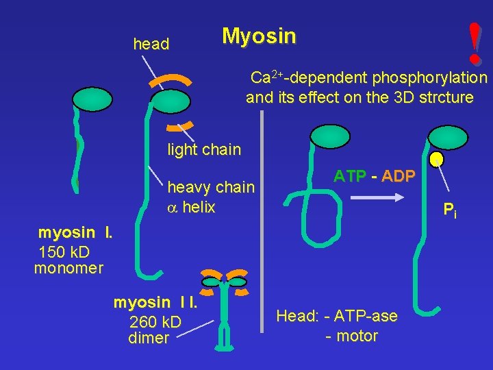 head ! Myosin Ca 2+-dependent phosphorylation and its effect on the 3 D strcture