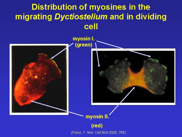 Distribution of myosines in the migrating Dyctiostelium and in dividing cell myosin I. (green)