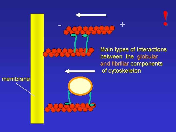 - + ! Main types of interactions between the globular and fibrillar components of
