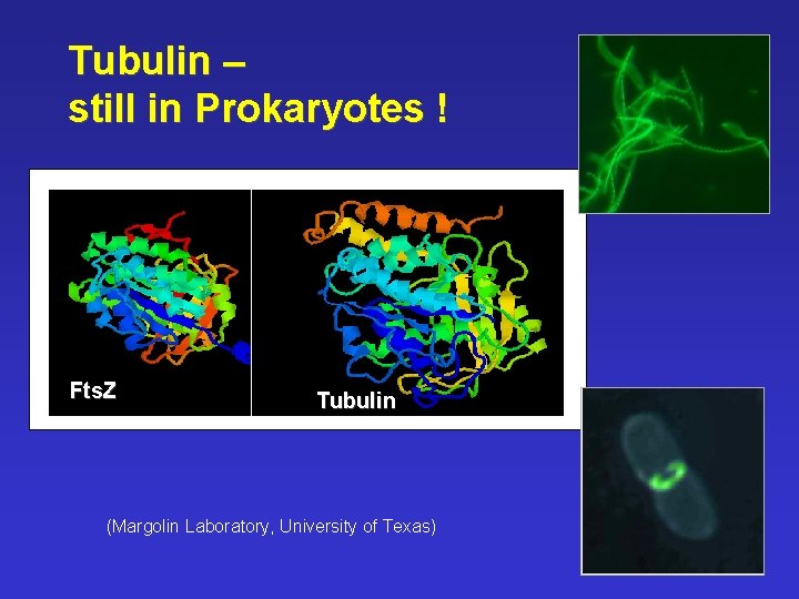 Tubulin – still in Prokaryotes ! Fts. Z Tubulin (Margolin Laboratory, University of Texas)