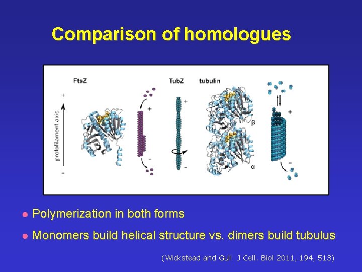 Comparison of homologues l Polymerization in both forms l Monomers build helical structure vs.