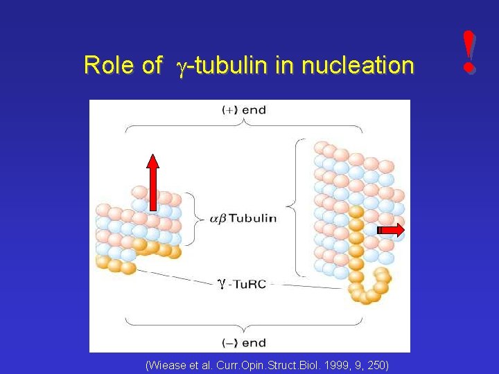 Role of g-tubulin in nucleation (Wiease et al. Curr. Opin. Struct. Biol. 1999, 9,