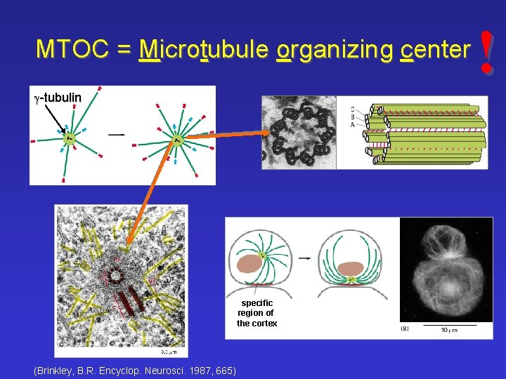 MTOC = Microtubule organizing center g-tubulin specific region of the cortex ((Brinkley, B. R.