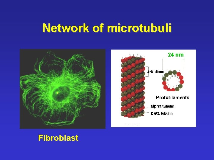 Network of microtubuli 24 nm a-b dimer Protofilaments alpha tubulin beta tubulin Fibroblast 