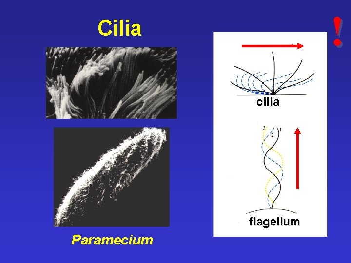 ! Cilia cilia flagellum Paramecium 