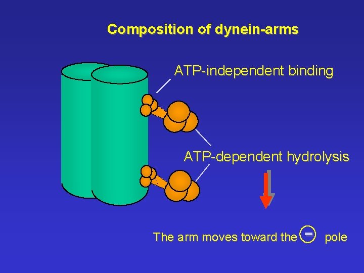 Composition of dynein-arms ATP-independent binding ATP-dependent hydrolysis The arm moves toward the - pole