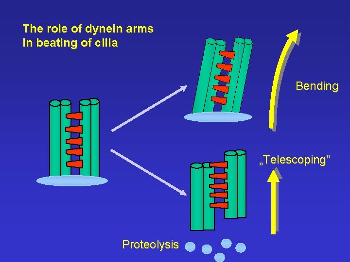 The role of dynein arms in beating of cilia Bending „Telescoping” Proteolysis 