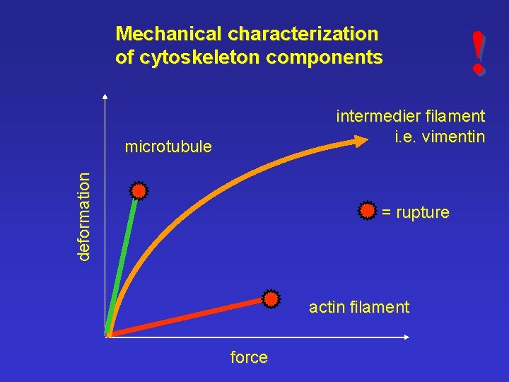 Mechanical characterization of cytoskeleton components ! intermedier filament i. e. vimentin deformation microtubule =