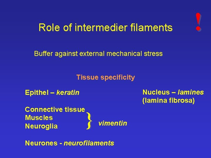 Role of intermedier filaments ! Buffer against external mechanical stress Tissue specificity Nucleus –