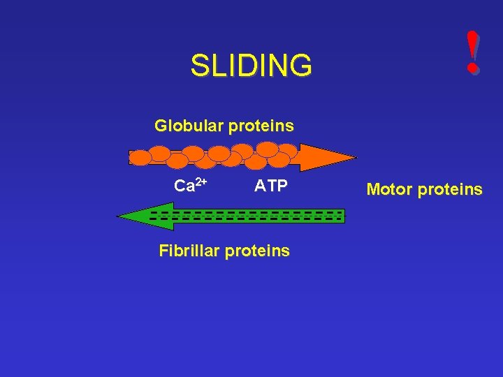 SLIDING ! Globular proteins Ca 2+ ATP Fibrillar proteins Motor proteins 