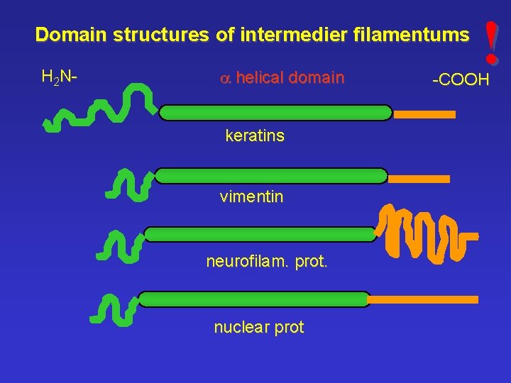 Domain structures of intermedier filamentums H 2 N- a helical domain keratins vimentin neurofilam.
